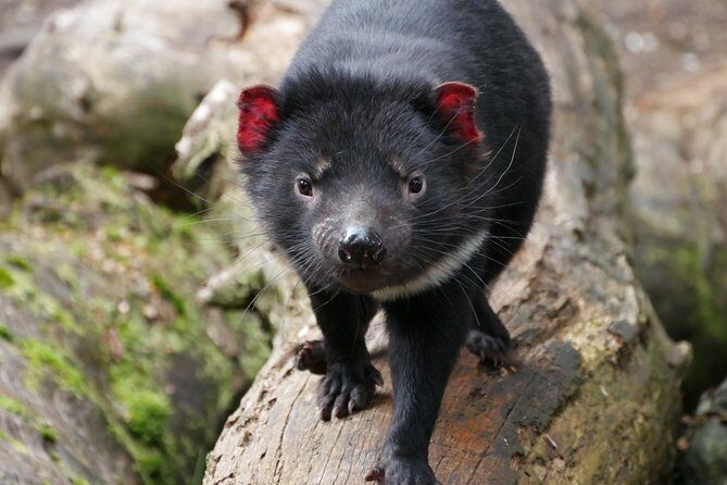 1-Hour Tasmanian Devil Feeding Day Tour at Cradle Mountain - Key Points
