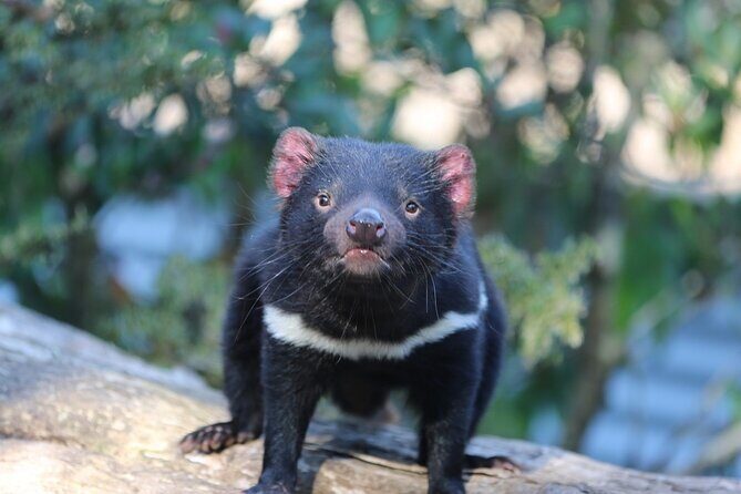 1-Hour Tasmanian Devil Feeding Day Tour at Cradle Mountain - Introduction: A Wild Encounter at Cradle Mountain