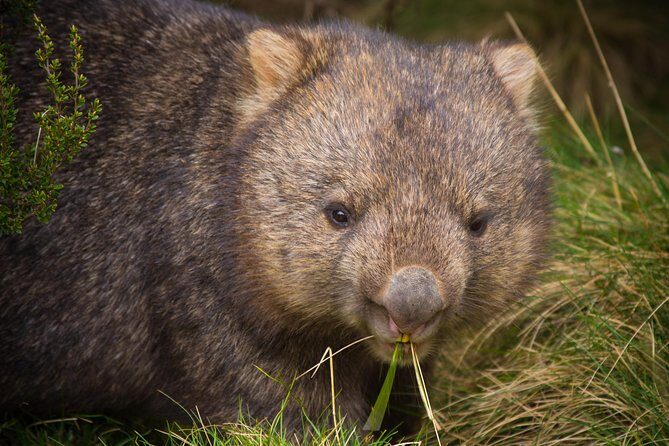 1-Hour Tasmanian Devil Feeding Day Tour at Cradle Mountain - Group Size, Logistics, and Practical Tips