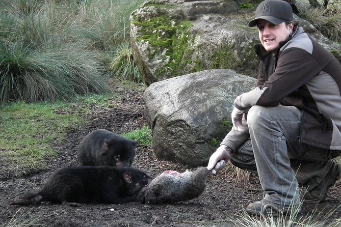 1-Hour Tasmanian Devil Feeding Day Tour at Cradle Mountain - Authentic Reviews: What Visitors Say