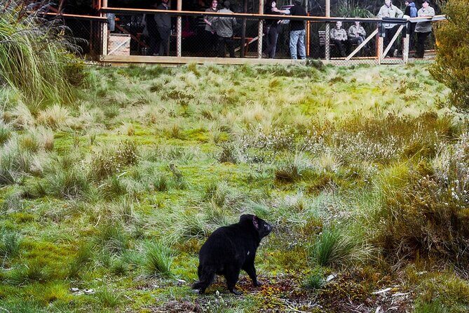 1-Hour Tasmanian Devil Feeding Day Tour at Cradle Mountain - Frequently Asked Questions