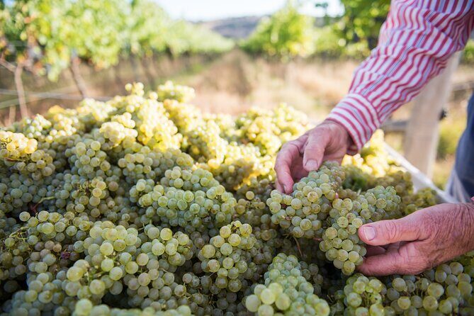 1 Hour Wine tasting at Ross Hill Wines in Orange NSW - The Experience: What to Expect