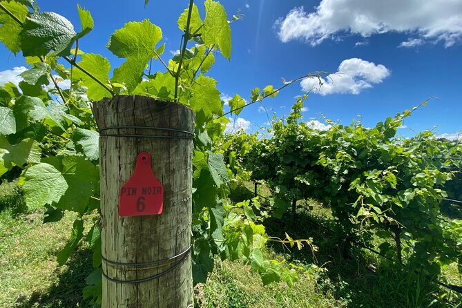 1 Hour Wine tasting at Ross Hill Wines in Orange NSW - Frequently Asked Questions