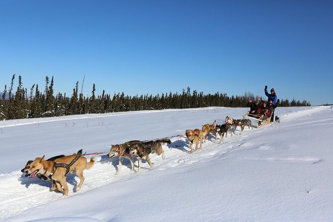 1 hour Winter Dog Sledding in Fairbanks - A Genuine Look at the 1 Hour Winter Dog Sledding Tour in Fairbanks