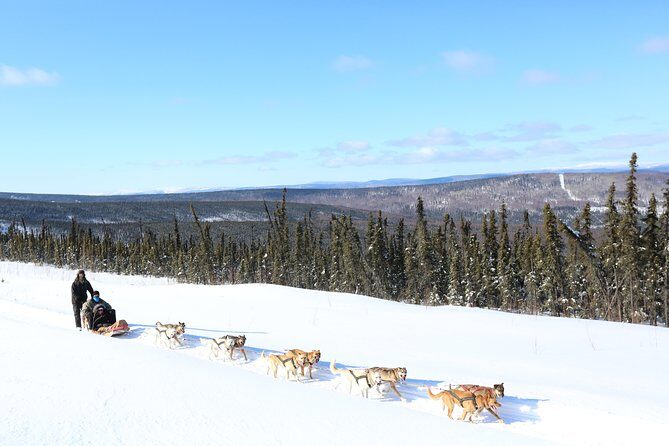 1 hour Winter Dog Sledding in Fairbanks - Key Points