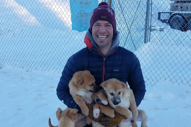 1 hour Winter Dog Sledding in Fairbanks - The Value of This Tour