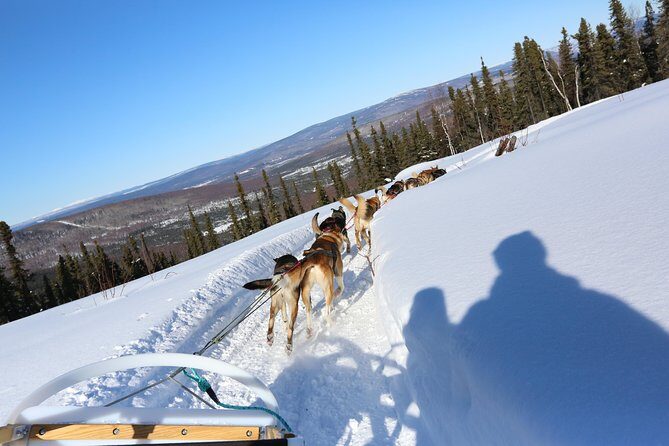 1 hour Winter Dog Sledding in Fairbanks - Who Will Love This Experience?