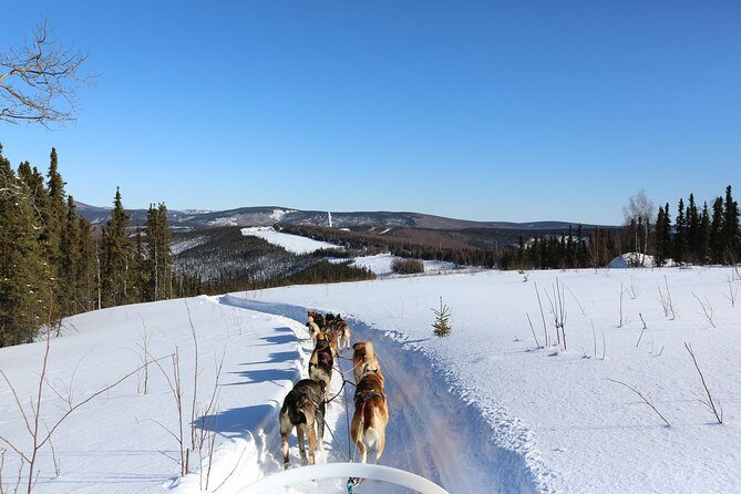 1-hr. Dog Sledding Tour in Fairbanks (without transportation) - The Value of This Experience