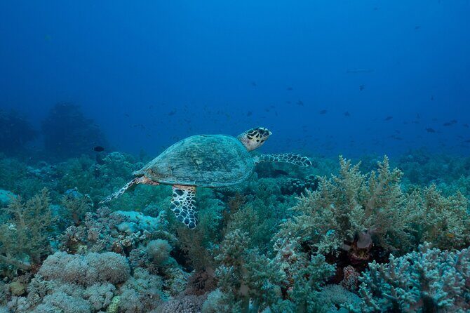 1 hr Reef Explorer in Port Vila harbour, Vanuatu - Authentic Feedback from Travelers