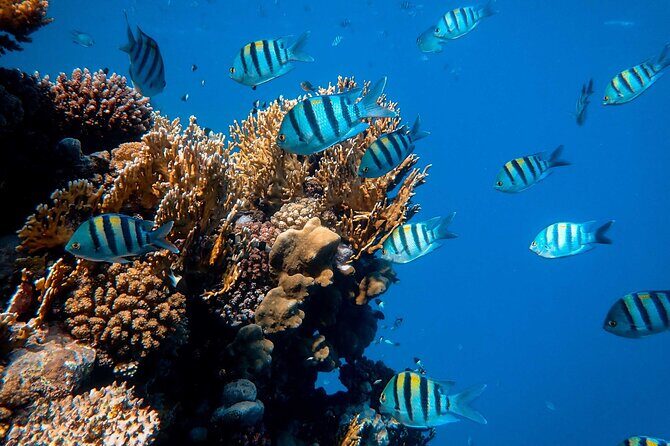 1 hr Reef Explorer in Port Vila harbour, Vanuatu - The Sum Up: Who Should Consider This Tour?
