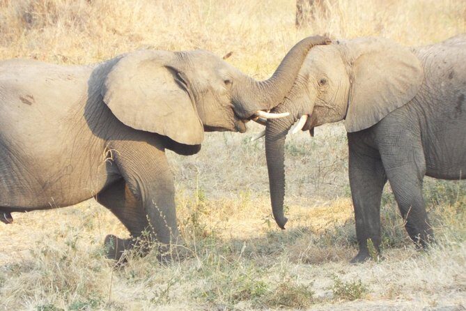 1 Night / 2 days at Mikumi National Park - Key Points