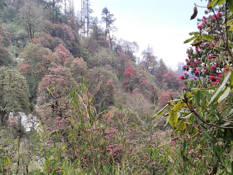 1 Night 2 days Poon hill trek from pokhara - The Accommodations and Food