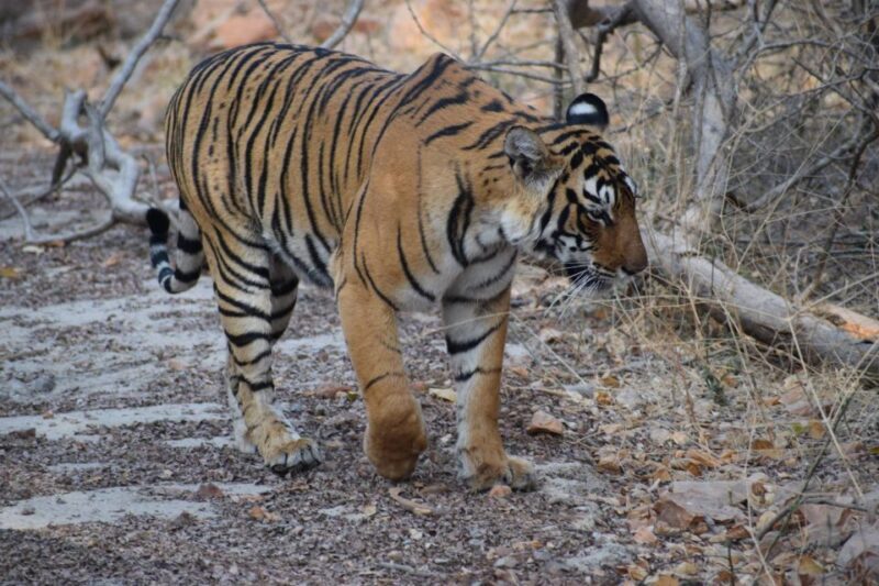 1 Night 2 Days Ranthambhore WildLife Tour From Jaipur - The Itinerary: What You Can Expect