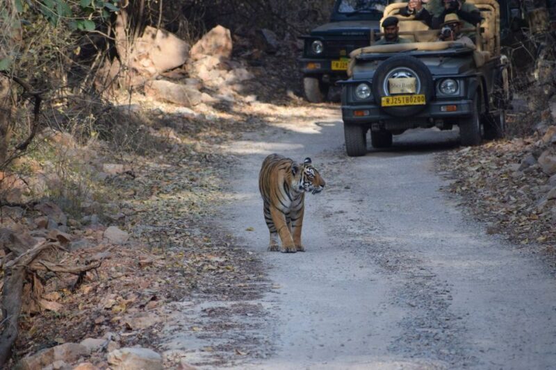 1 Night 2 Days Ranthambhore WildLife Tour From Jaipur - Practical Details and Tips