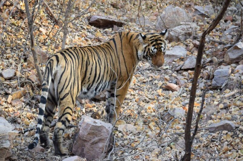 1 Night 2 Days Ranthambhore WildLife Tour From Jaipur - Authentic Feedback and Real Experience