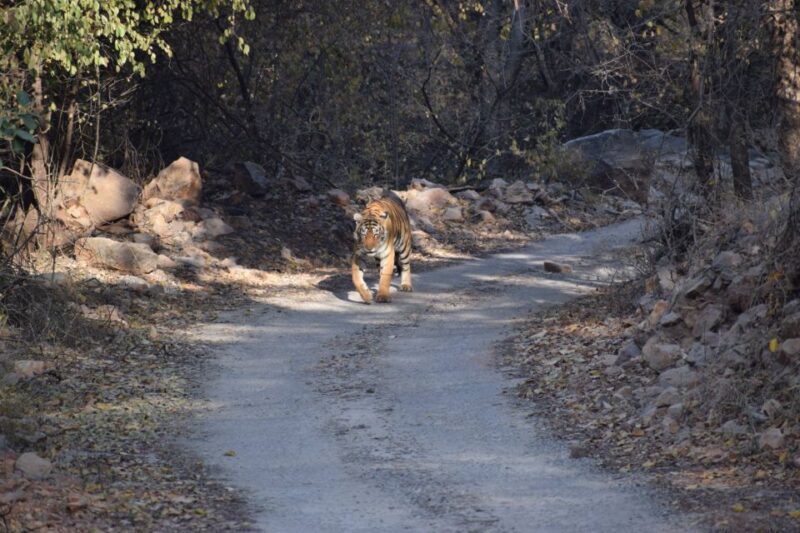 1 Night 2 Days Ranthambhore WildLife Tour From Jaipur - Final Thoughts: Who Is This Tour Perfect For?