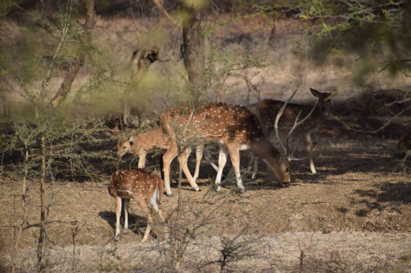 1 Night 2 Days Ranthambhore WildLife Tour From Jaipur - FAQ Section