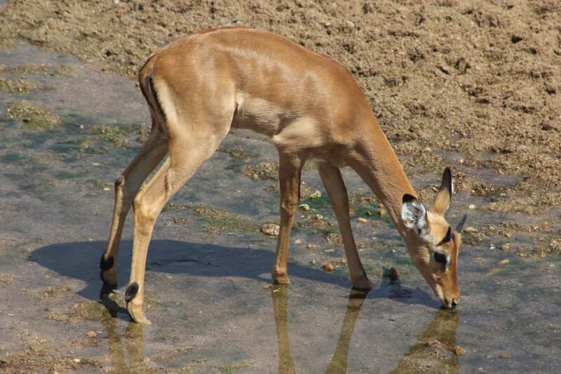 1-night 2-days safari from Zanzibar to Nyerere NP by flight - An Overview of the Itinerary