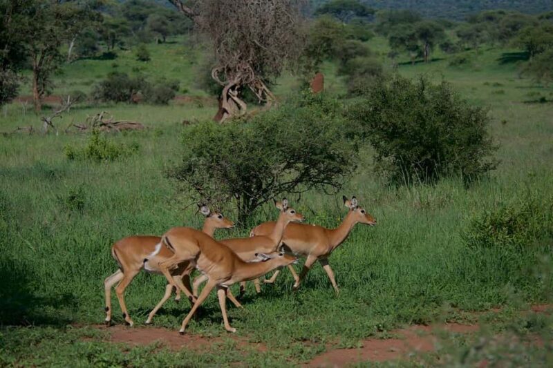 1-Night 2-Days to Mikumi from Dar-es-Salaam by luxury train - Key Points