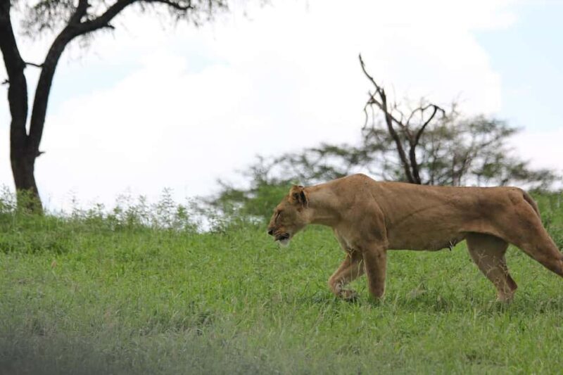 1-Night 2-Days to Mikumi from Dar-es-Salaam by luxury train - An Overview of the Experience