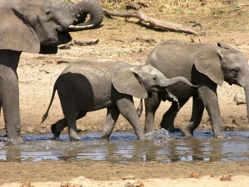 1-Night 2-Days to Mikumi from Dar-es-Salaam by luxury train - The Lodge and Meals