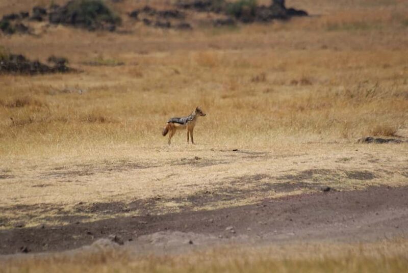 1-Night 2-days to Mikumi N. Park from Dar-es-Salaam by car - Wildlife Encounters: What You’ll See