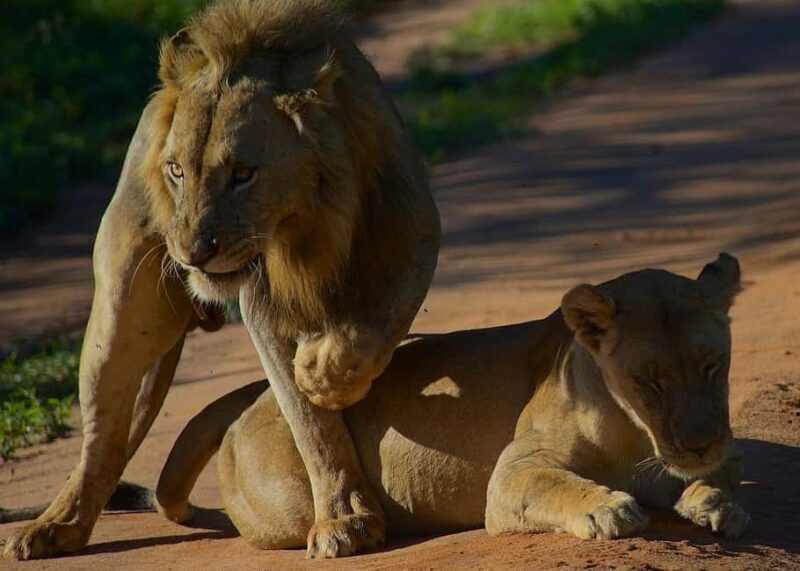 1-night 2-days to Mikumi NP from Dar-es-Salaam by luxury car - The Day’s Highlights: Wildlife and Scenic Beauty