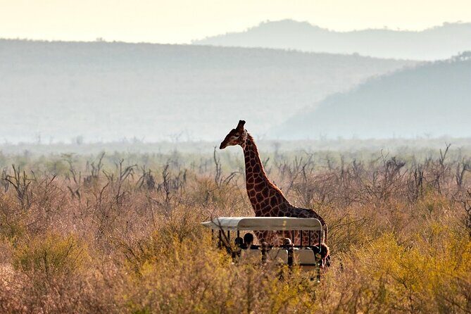 1 Night Madikwe Game Reserve - Final Thoughts: Who Should Consider This Tour?