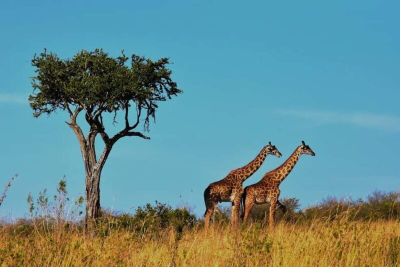1 Night Mikumi Adventure safari From Dar es Salaam - Introduction: A Short but Sweet Safari Experience