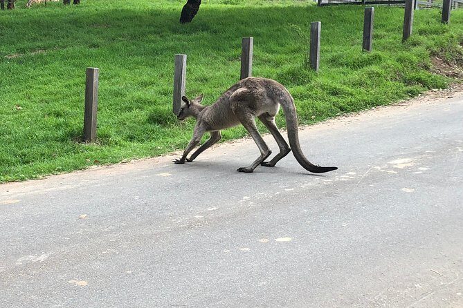 #1 Private Blue Mountains Tour by authentic story telling locals - An In-Depth Look at the Itinerary