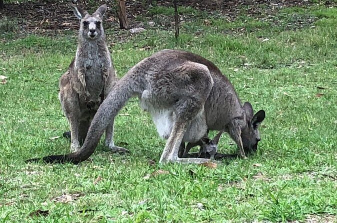 #1 Private Blue Mountains Tour by authentic story telling locals - The Sum Up: A Genuine Australian Experience