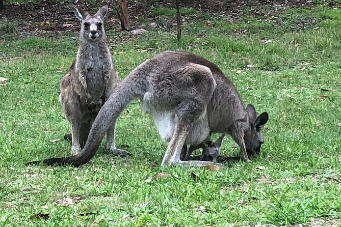 #1 Private Blue Mountains Tour by authentic story telling locals - FAQ