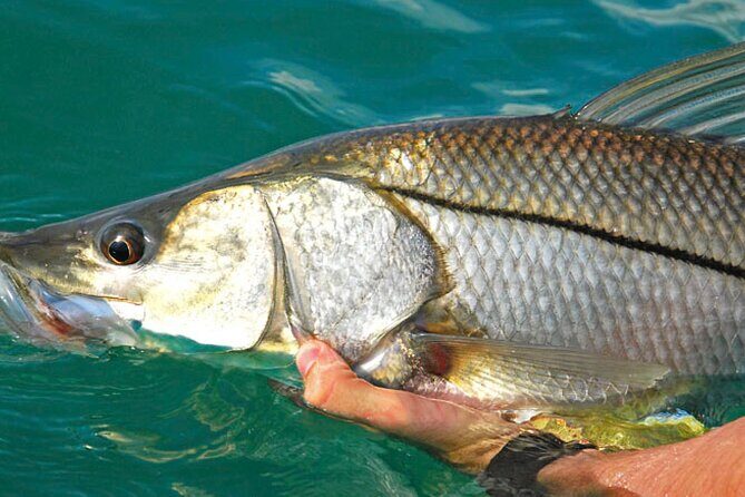 #1 Recommended Family Friendly Guided Fishing Charter Service - A Detailed Look at the Sarasota Fishing Experience