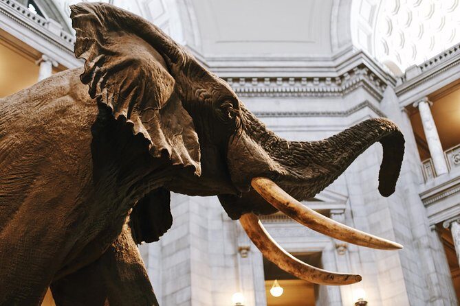 #1 Smithsonian Museum of Natural History | Satisfaction Guarantee - A Closer Look at the Tour Experience