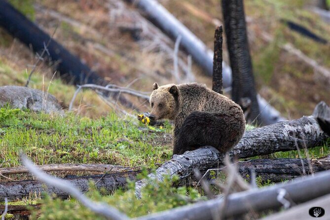 #1 Special Yellowstone Hot Spots Lower Loop From Cody Wy! - Who Would Enjoy This Tour?