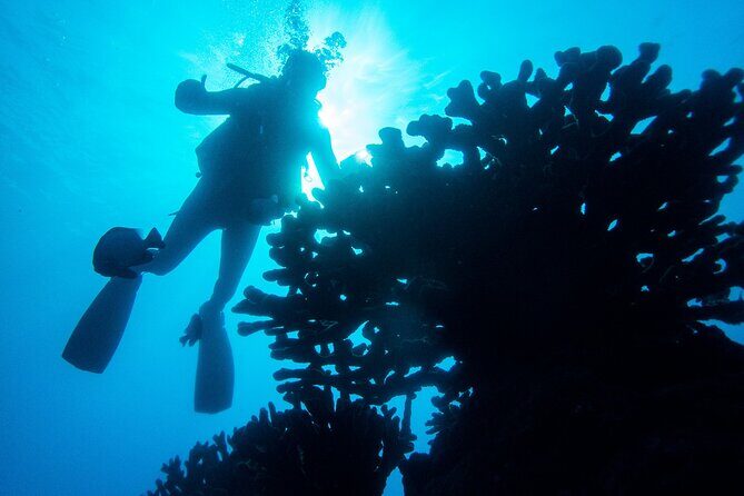 1 Tank Discover Scuba at Koloa Landing with No Experience needed - Key Points