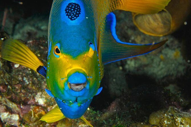 1 Tank Dive for certified divers - Introduction: Why This Dive Fits the Adventurous Spirit
