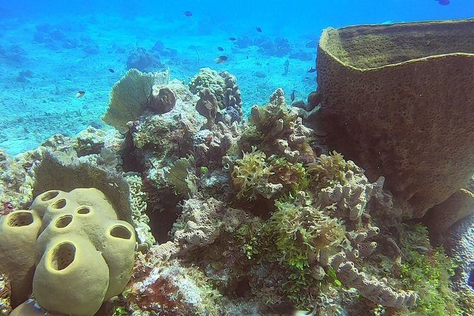 1 Tank Guided Shore Dive Including Equipment - Practical Aspects: Booking, Logistics, and Cancellation