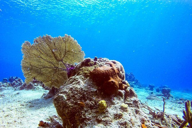 1 Tank Guided Shore Dive Including Equipment - Analyzing the Value