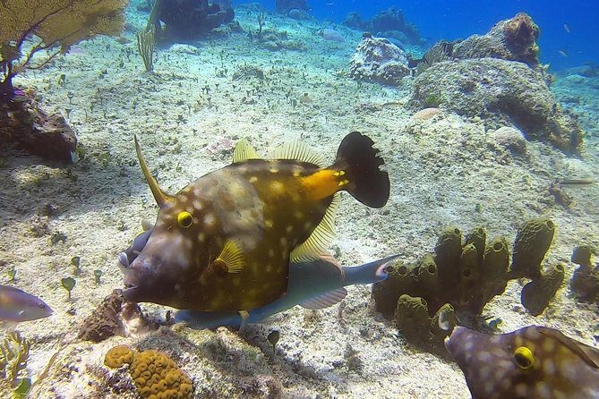 1 Tank Guided Shore Dive Including Equipment - Who Will Love This Tour?