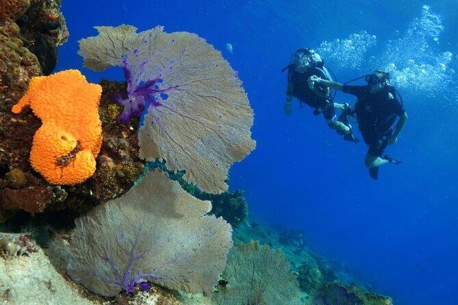 1 Tank Guided Shore Dive Including Equipment - Final Thoughts: Who Should Consider This Experience?