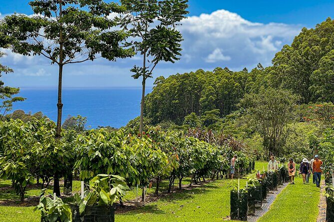 10 Bar Hawaiian Craft Chocolate Tasting Experience - Practical Details: What to Expect