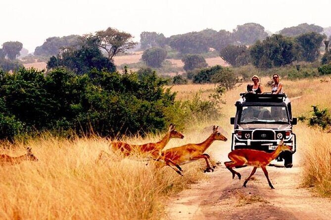 10-Day African Safari in Uganda from Kampala - The Experience — What Sets It Apart?