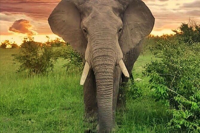 10-Day African Safari in Uganda from Kampala - Who Would Enjoy This Tour?