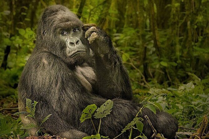 10-Day African Safari in Uganda from Kampala - FAQ