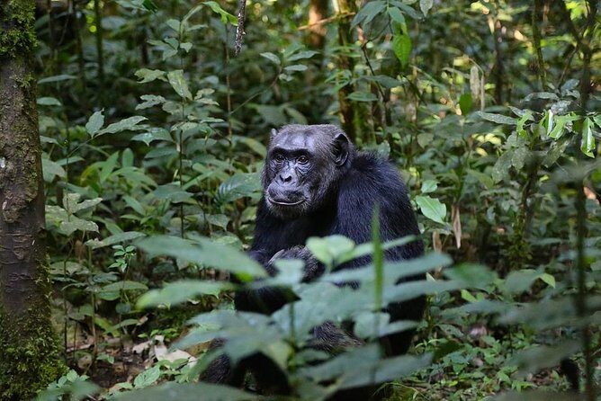 10 Day Best of Uganda Adventure Safari - A Detailed Look at the Safari Experience