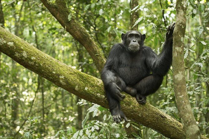 10 Day Best of Uganda Adventure Safari - Who Should Consider This Tour?