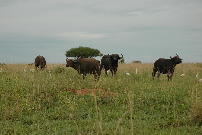 10 Day Best of Uganda Adventure Safari - Frequently Asked Questions
