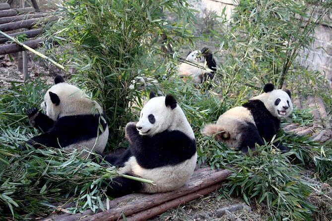 10-Day China Tour to Beijing, Xian, Chengdu and Shanghai - An In-Depth Look at the Itinerary