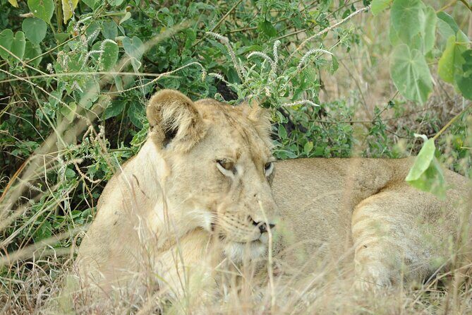 10 Day Gorilla Chimps and Big 5 Safari - An Overview of the Experience